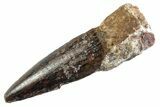 Fossil Spinosaurus Tooth - Real Dinosaur Tooth #360182-1